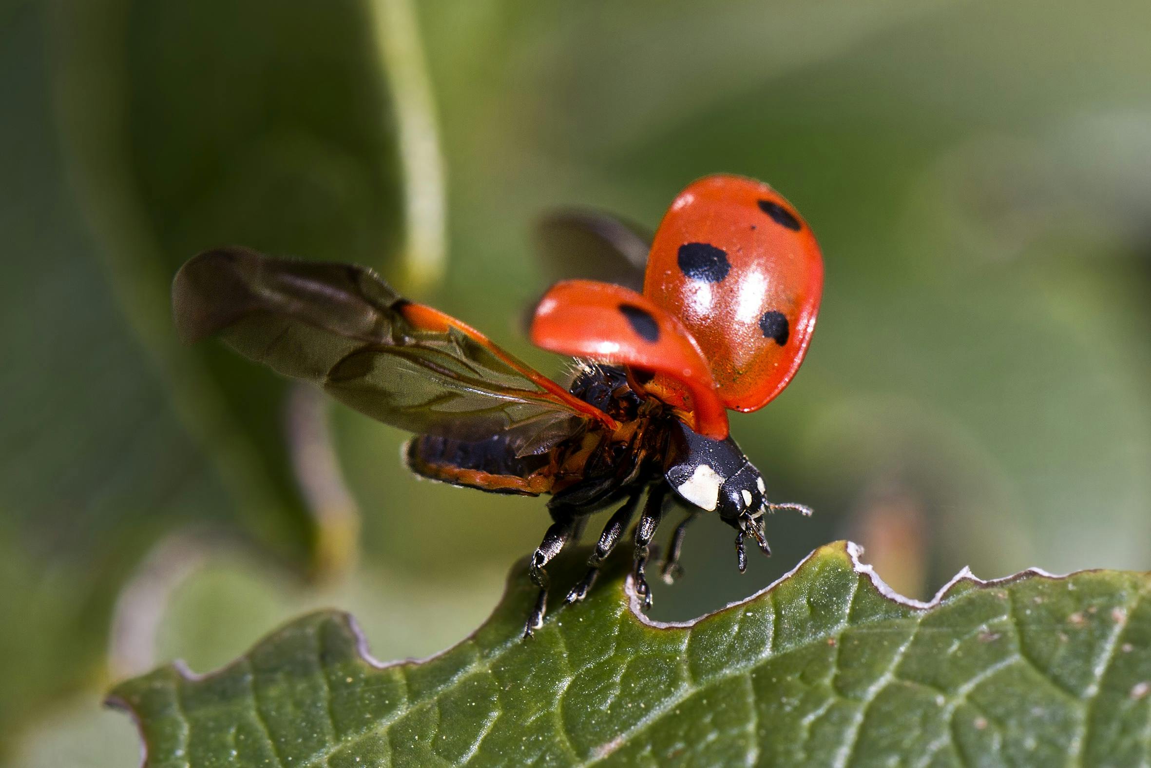 Ladybug